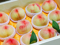 正宗阳山水蜜桃