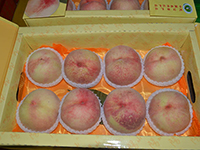 正宗阳山水蜜桃